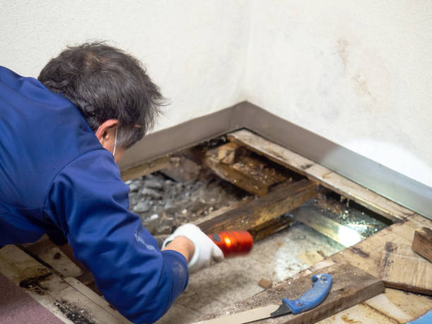 Best Black Mold Removal  in South Barrington, IL