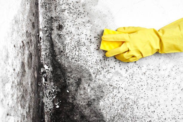 Best Fast Mold Removal  in South Barrington, IL