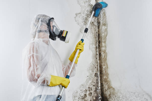 Best Mold Removal Company Near Me  in South Barrington, IL