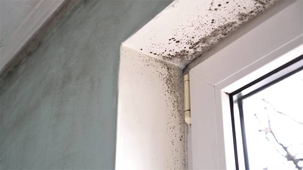 Best Same-Day Mold Removal  in South Barrington, IL