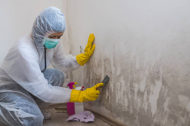 Trusted South Barrington, IL Mold Removal Experts