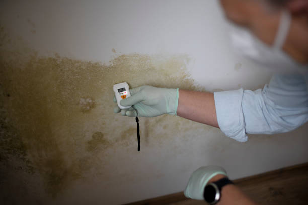 Best Mold Testing  in South Barrington, IL