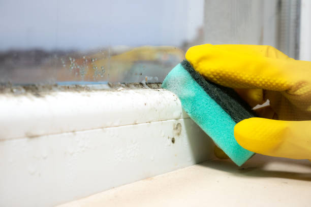 Best Commercial Mold Removal  in South Barrington, IL
