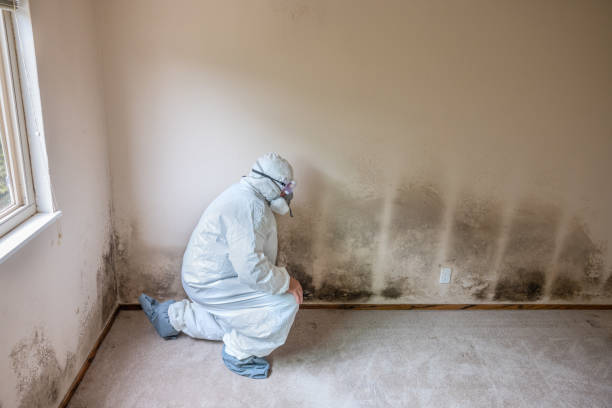Best Attic Mold Removal  in South Barrington, IL