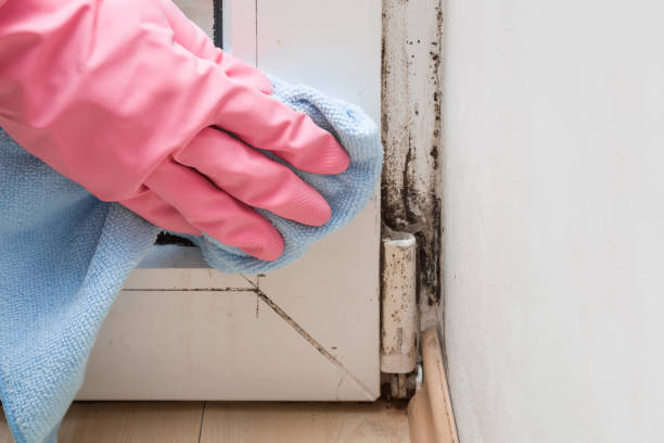 Best Residential Mold Removal  in South Barrington, IL