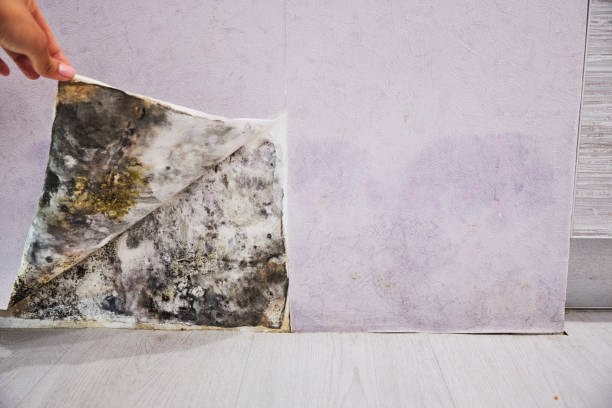 Mold Removal Process in South Barrington, IL